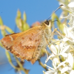 Dispar compacta (Barred Skipper) at Cotter River, ACT - 6 Mar 2023 by Harrisi