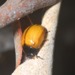 Peltoschema sp. (genus) at Cotter River, ACT - 6 Mar 2023