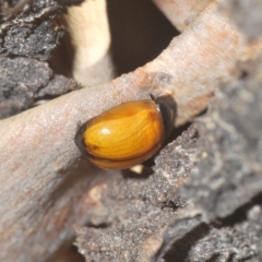 Peltoschema sp. (genus) at Cotter River, ACT - 6 Mar 2023