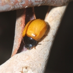 Peltoschema sp. (genus) at Cotter River, ACT - 6 Mar 2023