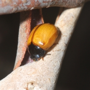 Peltoschema sp. (genus) at Cotter River, ACT - 6 Mar 2023