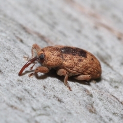Unverified Weevil (Curculionoidea) at Thorneside, QLD - 22 Feb 2023 by TimL