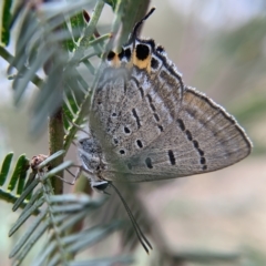 Jalmenus ictinus (Stencilled Hairstreak) at Watson, ACT - 8 Mar 2023 by mccomas