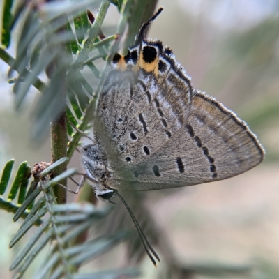 Jalmenus ictinus (Stencilled Hairstreak) at Watson, ACT - 8 Mar 2023 by mccomas