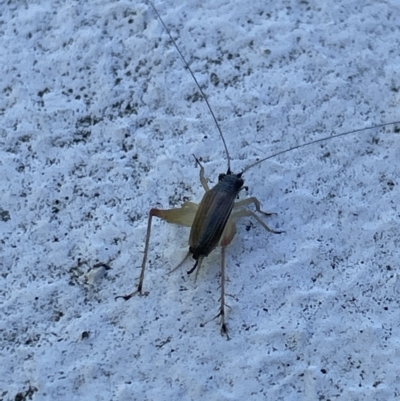 Trigonidium australiana (Leaf running cricket) at Canberra, ACT - 9 Mar 2023 by Hejor1