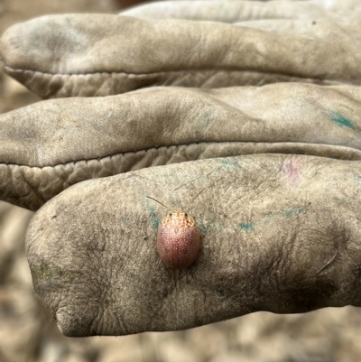 Paropsis atomaria (Eucalyptus leaf beetle) at Bonython, ACT - 4 Mar 2023 by GG