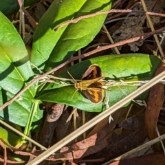 Ocybadistes walkeri (Green Grass-dart) at Mawson, ACT - 7 Mar 2023 by stofbrew