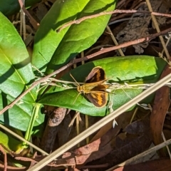 Ocybadistes walkeri (Green Grass-dart) at Mawson, ACT - 6 Mar 2023 by stofbrew