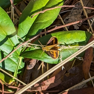 Ocybadistes walkeri (Green Grass-dart) at Mawson, ACT - 7 Mar 2023 by stofbrew