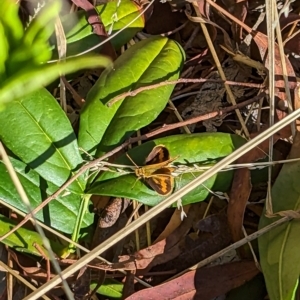 Ocybadistes walkeri at Mawson, ACT - 7 Mar 2023 08:18 AM