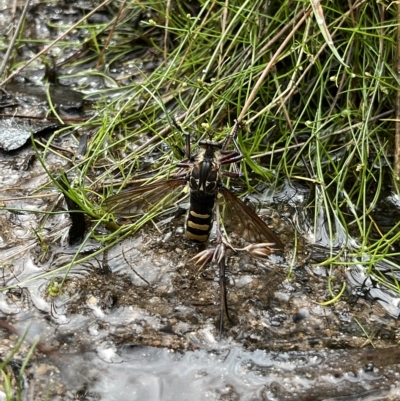 Chrysopogon muelleri (Robber fly) at Tennent, ACT - 22 Feb 2023 by GG