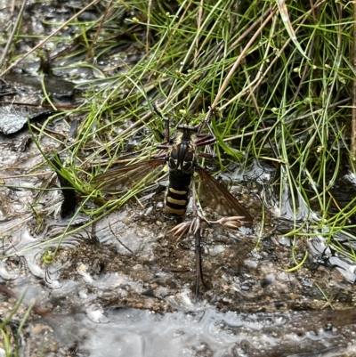 Chrysopogon muelleri (Robber fly) at Namadgi National Park - 22 Feb 2023 by GG