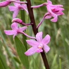 Dipodium roseum (Rosy Hyacinth Orchid) at Namadgi National Park - 22 Feb 2023 by GG