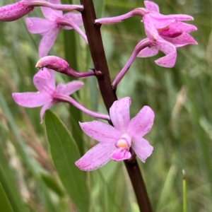 Dipodium roseum at Tennent, ACT - 22 Feb 2023