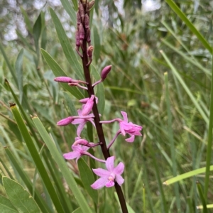 Dipodium roseum at Tennent, ACT - 22 Feb 2023