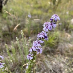 Olearia stricta var. parvilobata at Namadgi National Park - 22 Feb 2023 by GG