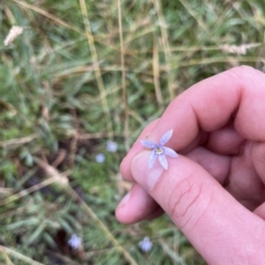 Isotoma fluviatilis subsp. australis (Swamp Isotome) at Tennent, ACT - 22 Feb 2023 by GG