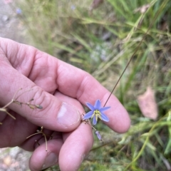 Dianella sp. (Flax Lily) at Tennent, ACT - 22 Feb 2023 by GG