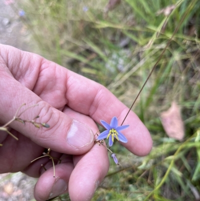 Dianella sp. (Flax Lily) at Namadgi National Park - 22 Feb 2023 by GG