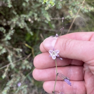 Arthropodium milleflorum at Tennent, ACT - 22 Feb 2023 12:16 PM