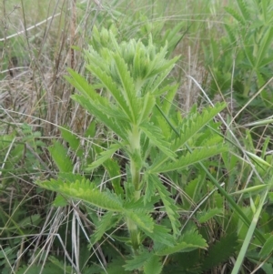 Potentilla recta at Boorowa, NSW - 23 Oct 2022 04:17 PM