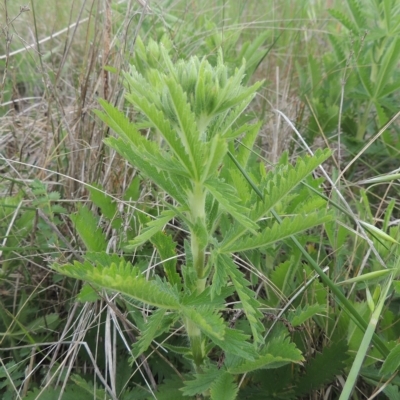 Potentilla recta (Sulphur Cinquefoil) at Boorowa, NSW - 23 Oct 2022 by michaelb