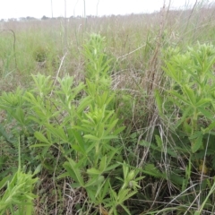 Potentilla recta at Boorowa, NSW - 23 Oct 2022 04:17 PM