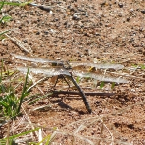 Anax papuensis at Jerrabomberra, ACT - 10 Mar 2023 10:34 AM