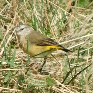 Acanthiza chrysorrhoa at Symonston, ACT - 10 Mar 2023