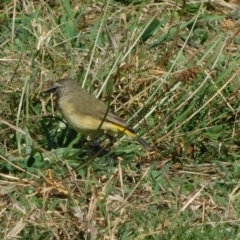 Acanthiza chrysorrhoa at Symonston, ACT - 10 Mar 2023