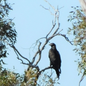 Aquila audax at Symonston, ACT - 10 Mar 2023