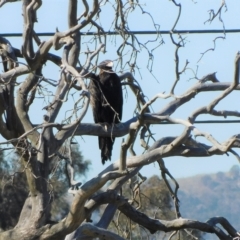 Aquila audax at Symonston, ACT - 10 Mar 2023 09:49 AM