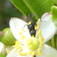 Hylaeus (Euprosopoides) rotundiceps (Hylaeine colletid bee) at Queanbeyan, NSW - 18 Feb 2023 by Paul4K