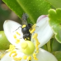 Hylaeus (Euprosopoides) rotundiceps at Queanbeyan, NSW - suppressed