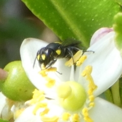 Hylaeus (Euprosopoides) rotundiceps at Queanbeyan, NSW - suppressed