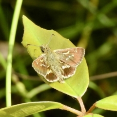 Dispar compacta (Barred Skipper) at Lakesland, NSW - 28 Feb 2023 by GlossyGal