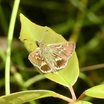 Dispar compacta (Barred Skipper) at Lakesland, NSW - 28 Feb 2023 by GlossyGal