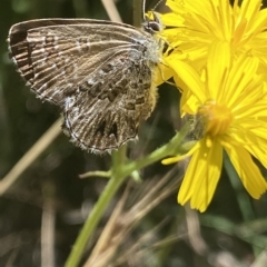 Neolucia agricola (Fringed Heath-blue) at Bimberi Nature Reserve - 19 Feb 2023 by NedJohnston