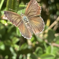 Neolucia agricola at Cotter River, ACT - 19 Feb 2023