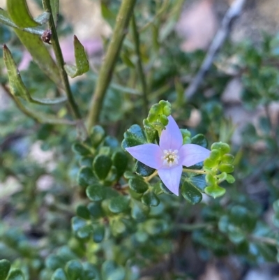 Boronia algida (Alpine Boronia) at Namadgi National Park - 18 Feb 2023 by Ned_Johnston