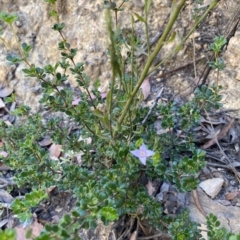 Boronia algida at Cotter River, ACT - 19 Feb 2023