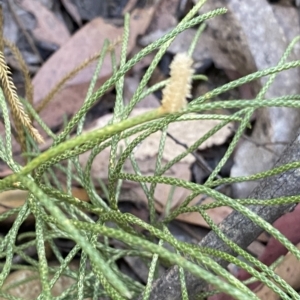 Pseudolycopodium densum at Cotter River, ACT - suppressed