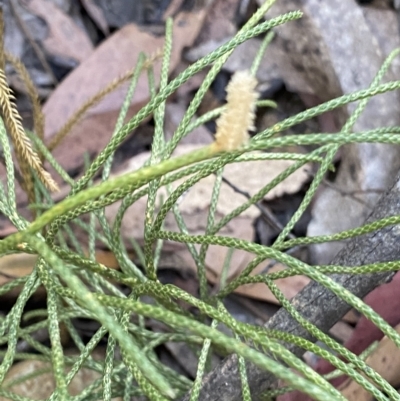 Lycopodium deuterodensum (Bushy Club Moss) at Cotter River, ACT - 18 Feb 2023 by Ned_Johnston