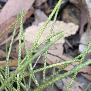 Lycopodium deuterodensum at Cotter River, ACT - 19 Feb 2023