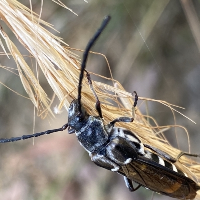 Hesthesis cingulatus (Wasp-mimic longicorn) at Cotter River, ACT - 19 Feb 2023 by Ned_Johnston