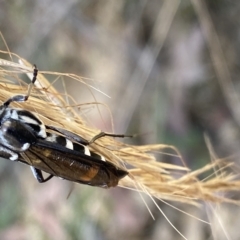 Hesthesis cingulatus at Cotter River, ACT - 19 Feb 2023 11:06 AM