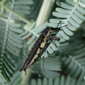 Rhinotia sparsa at Downer, ACT - 10 Mar 2023