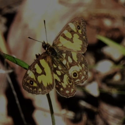 Oreixenica lathoniella (Silver Xenica) at Paddys River, ACT - 9 Mar 2023 by JohnBundock