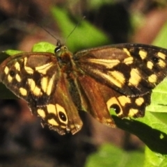 Heteronympha paradelpha (Spotted Brown) at Paddys River, ACT - 9 Mar 2023 by JohnBundock