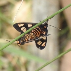 Amata (genus) (Handmaiden Moth) at Thirlmere, NSW - 28 Feb 2023 by GlossyGal